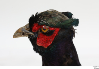 Pheasant  2 head 0005.jpg